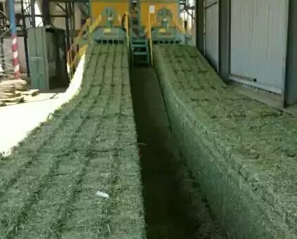 美國(guó)苜蓿草與西班牙苜蓿草有何差異？