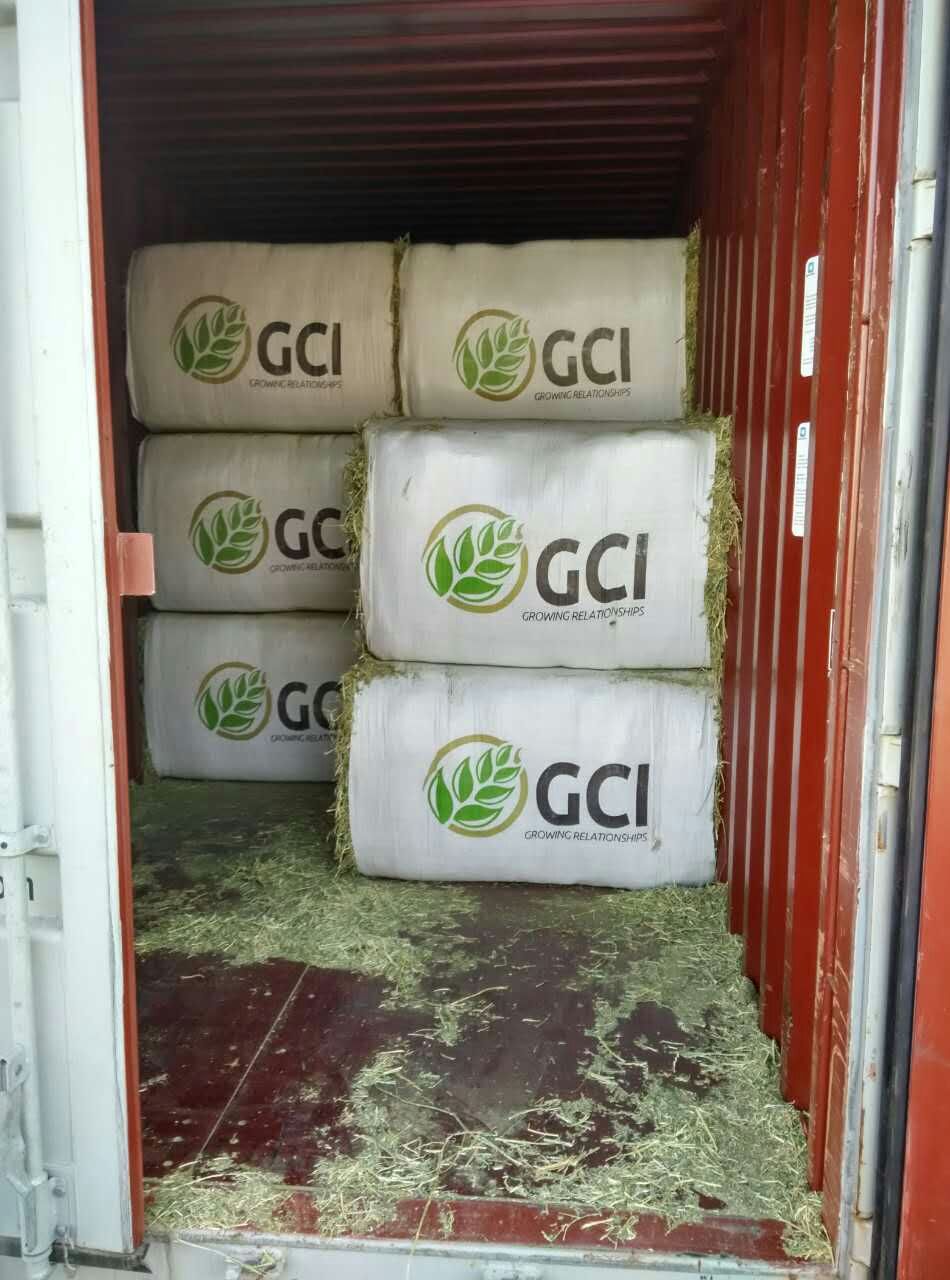 如何準確判斷苜蓿干草的品質(zhì)？