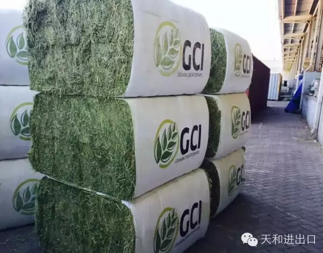 GCI進(jìn)口苜蓿
