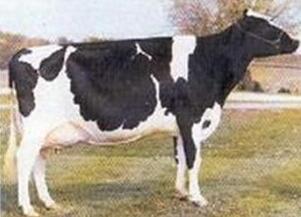 代理進(jìn)口奶牛、肉牛